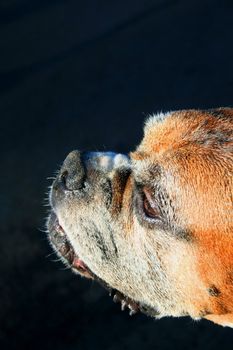Close up of a boxer dog.
