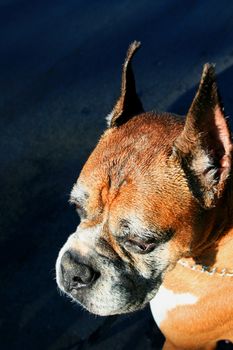 Close up of a boxer dog.
