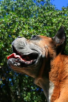 Close up of a boxer dog.
