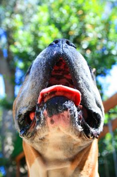 Close up of a boxer dog muzzle.
