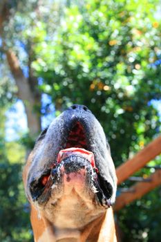 Close up of a boxer dog muzzle.
