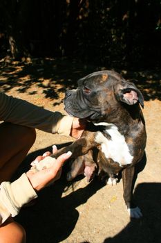 Boxer dog shakes hand with a person.
