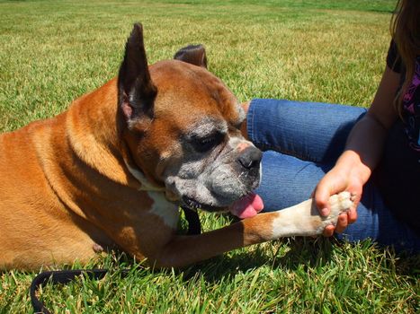 Boxer dog shakes hand with a person.
