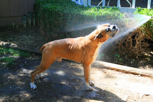 Boxer dog sparayed with a water hose outdoors.