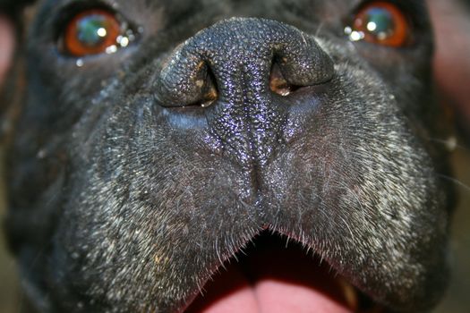 Close up of a boxer dog muzzle.
