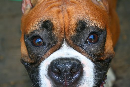 Close up of a brown boxer puppy face.
