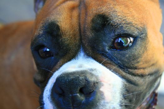 Close up of a brown boxer puppy face.
