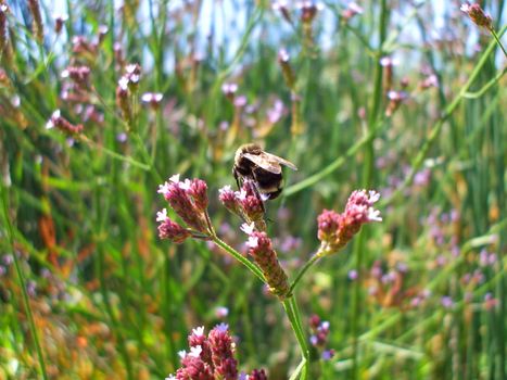 Close up of a bumble bee sitting on a flower.
