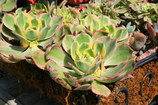 Two cactuses close up showing unique pattern.
