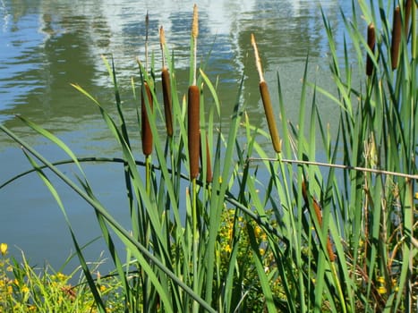 Close up of the green cattail plants.
