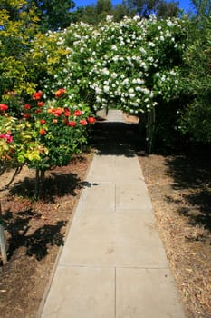 Garden arbor covered with vivid roses.
