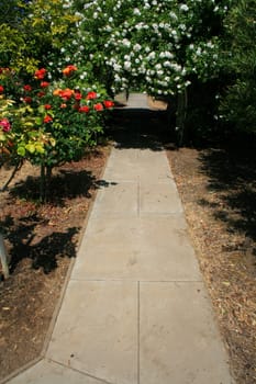 Garden arbor covered with vivid roses.
