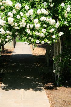 Garden arbor covered with vivid roses.
