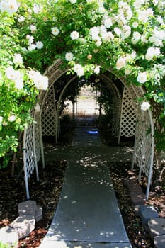 Garden arbor covered with vivid roses.

