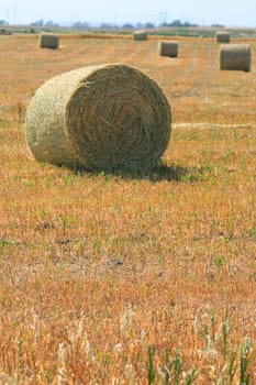 Hay rolls on a field on a sunny day.
