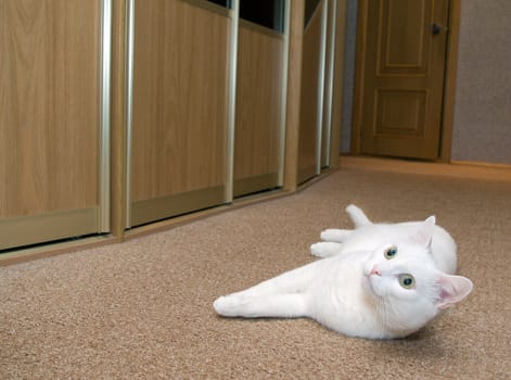 White cat posing .waistcoat room