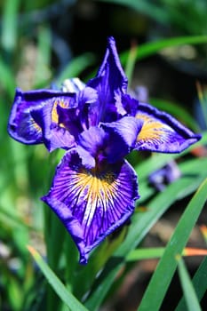 Iris flower on a sunny day.
