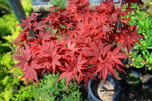 Japanese maple leafs on a sunny day.
