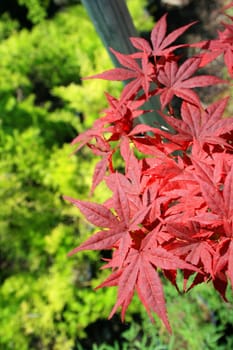 Japanese maple leafs on a sunny day.
