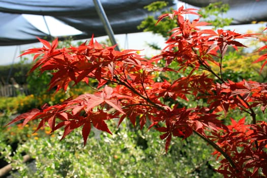 Japanese maple leafs on a sunny day.
