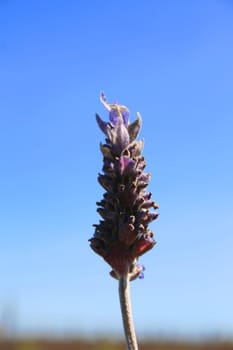 Lavender flower close up on a sunny day.
