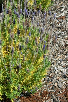 Lavender flowers close up on a sunny day.
