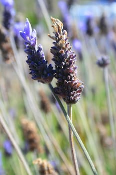 Lavender flowers close up on a sunny day.
