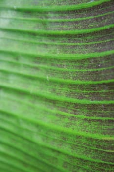 Close up of a leaf showing unique patterns.
