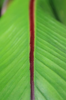 Close up of a leaf showing unique patterns.
