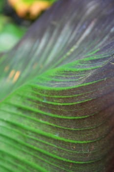 Close up of a leaf showing unique patterns.
