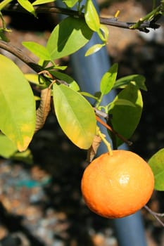 Mandarin tree branch with a fresh ripe mandarin.
