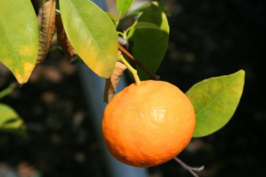 Mandarin tree branch with a fresh ripe mandarin.
