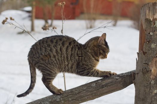 Gray tabby cat climbing a fence in the country
