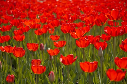 tulips