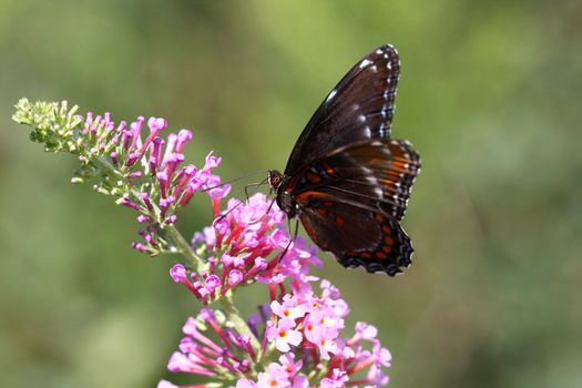 Red-spotted Purple Butterfly-Limenitis arthemis on butterfly bush