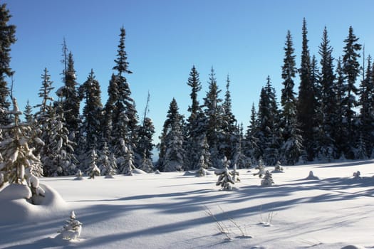 Trees poking through the winter snow