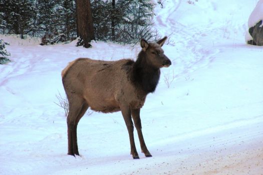 Canadian Caribou in the snow