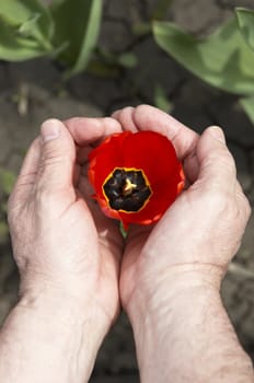 red tulip and hands