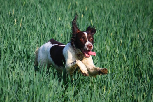 English Springer Spaniel Bounding through crops