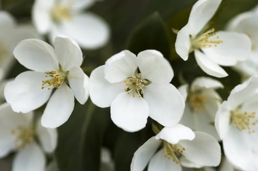 selective focus on nearest part