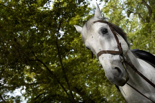 Grey horse