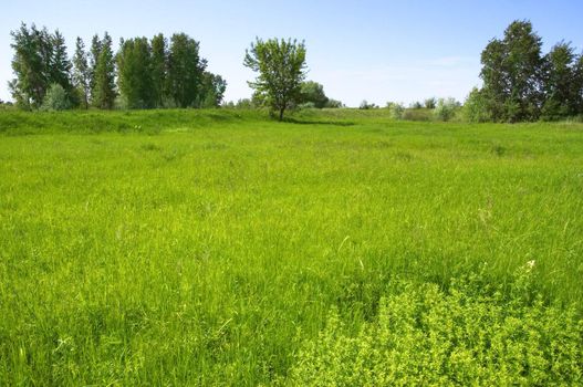 summer landscape