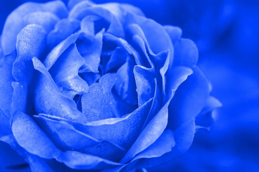 blue rose in close up