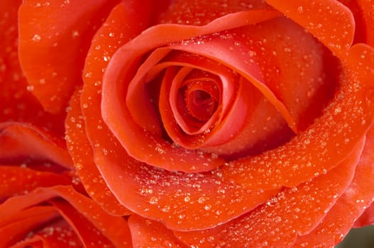red rose