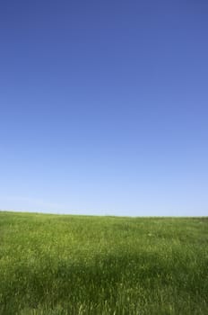 nature background(focus on the nearest grass)