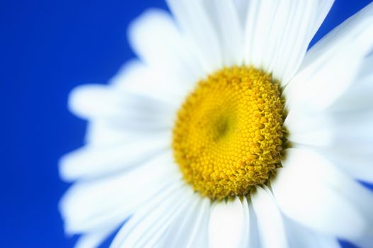 camomile in close up
