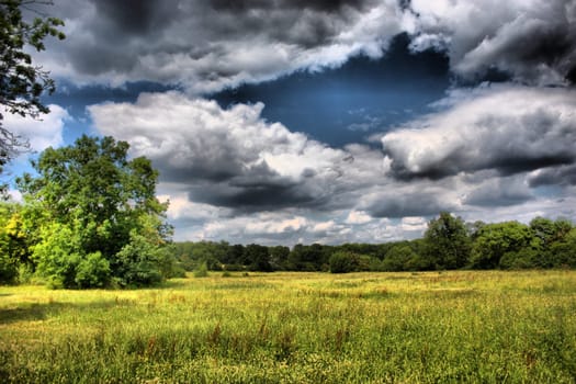 Tree under moody sky