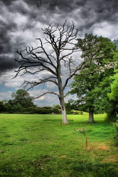 Tree under moody sky