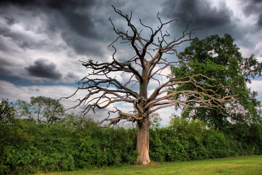 Tree under moody sky