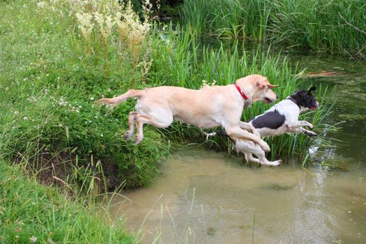 Dogs jumping into water